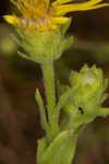 Pineland goldenaster